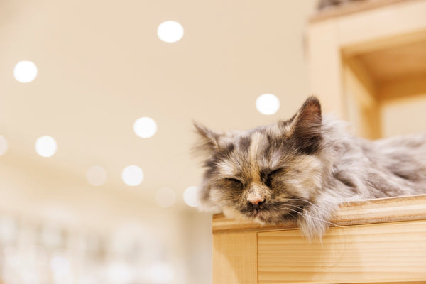 タム の写真