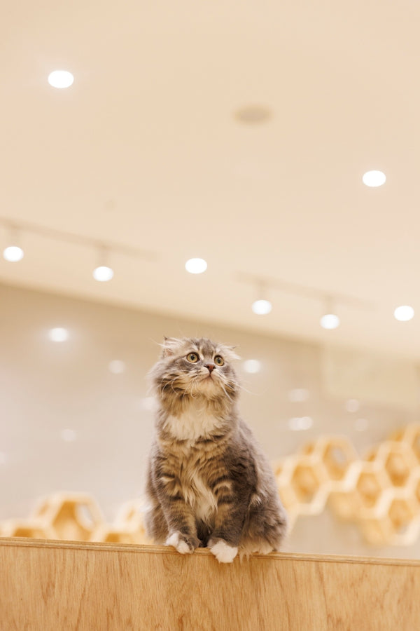 ノルン の写真