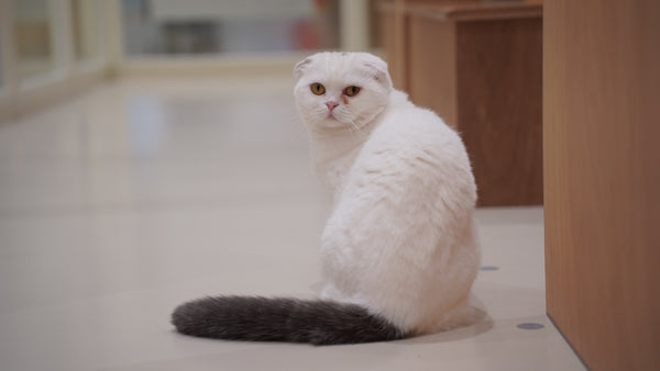 モチ の写真