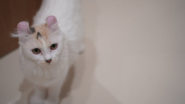ティグル の写真