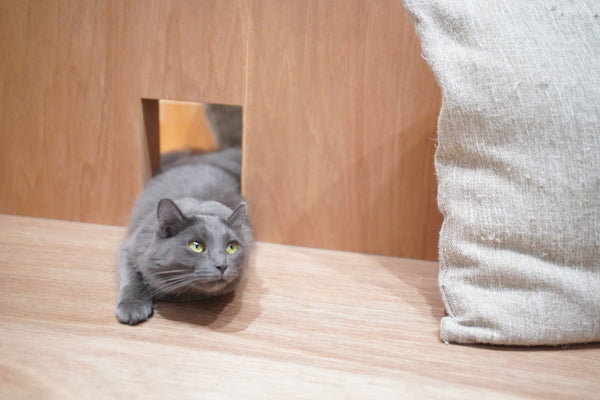 ヒイラギ の写真