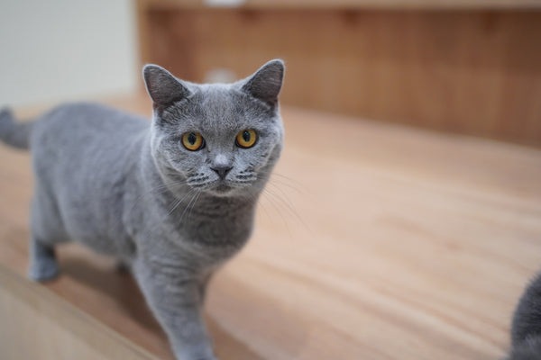 マイ の写真