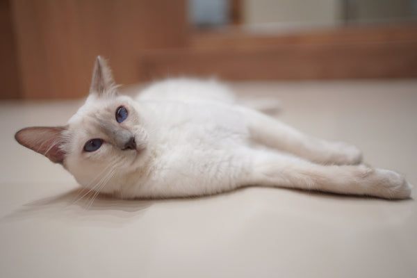 フウ の写真