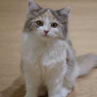 花乃