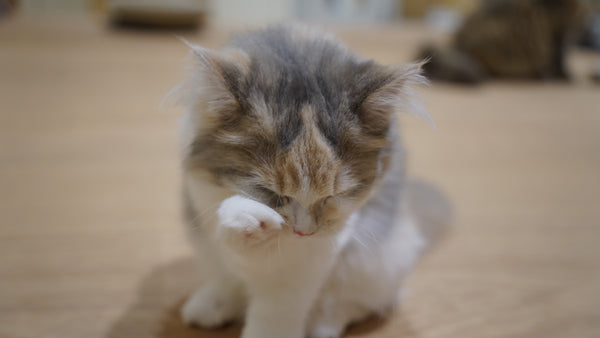 ハナノ の写真