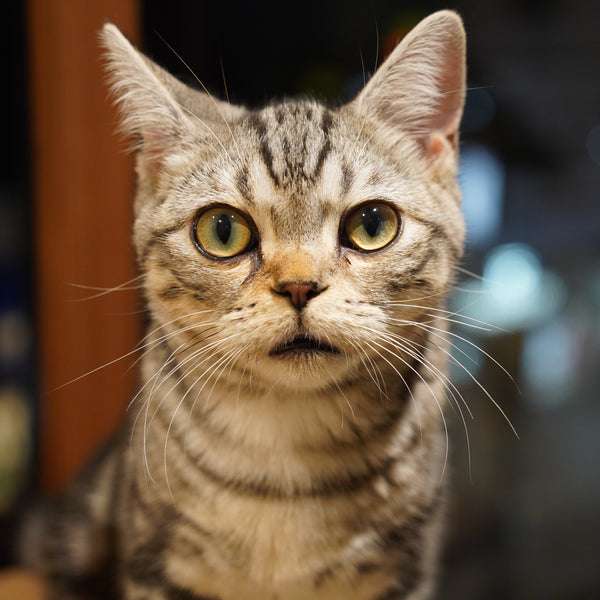 モル の写真