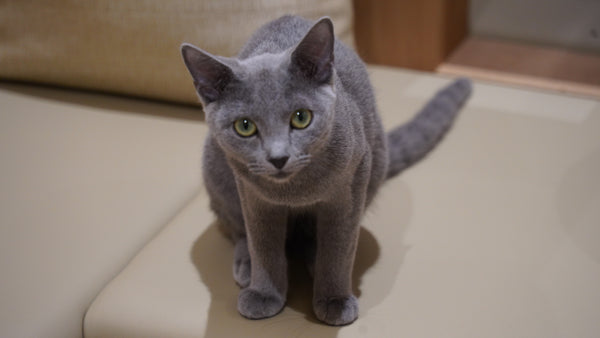 ヴェルデ の写真