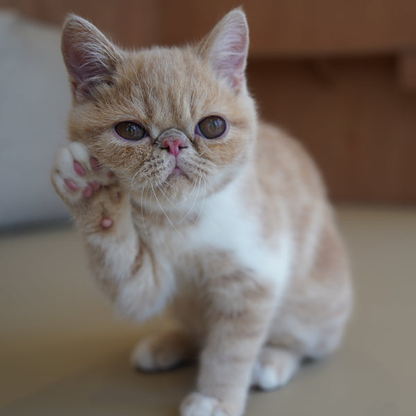 アカリ の写真