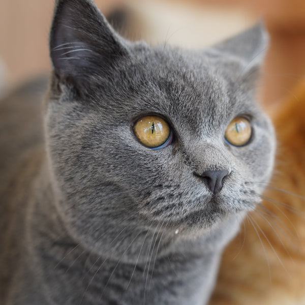 マコト の写真
