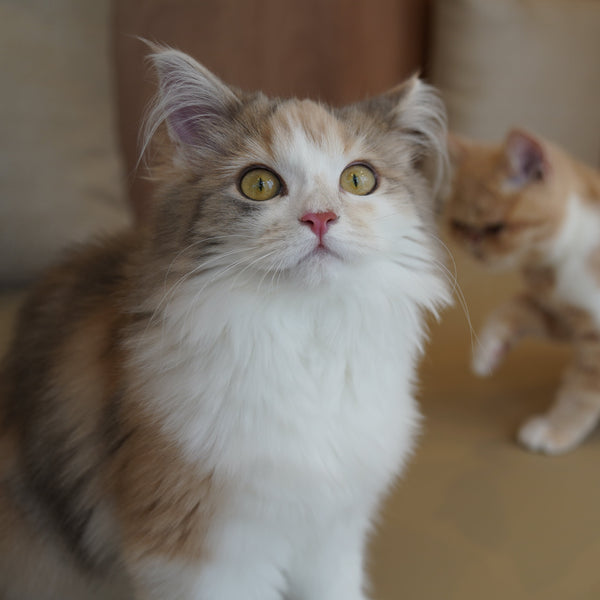 ハナノ の写真