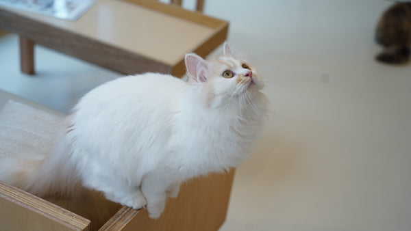 ワタアメ の写真