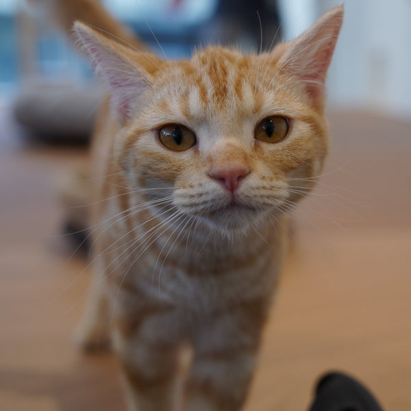 メラン の写真