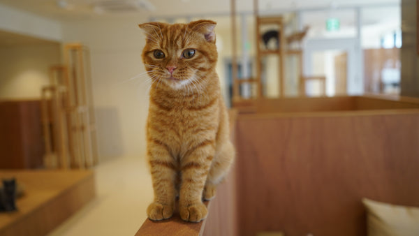 コロネ の写真
