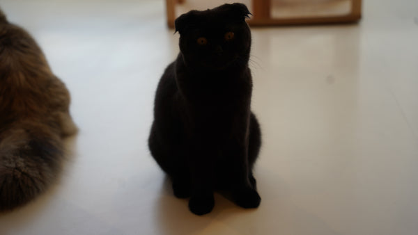 ユズキ の写真