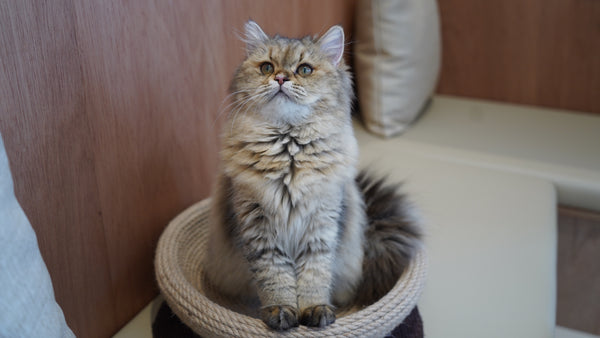 ミクリ の写真