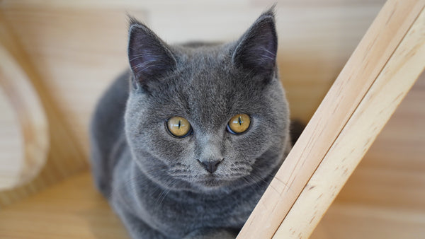 マコト の写真