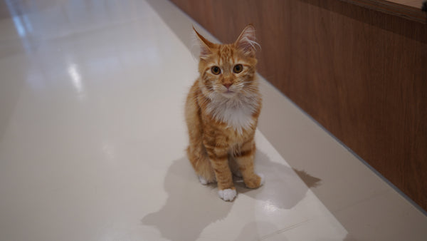 ネフライト の写真