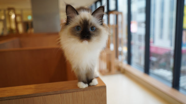 ユナ の写真