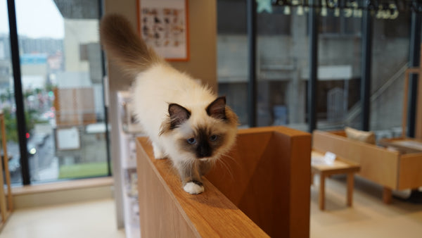 ユナ の写真