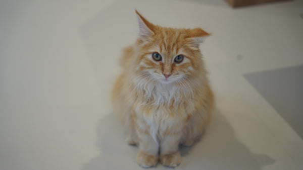アメン の写真