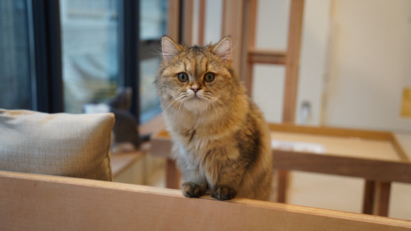 ミクリ の写真