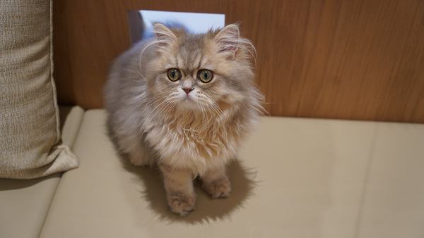 フリズ の写真