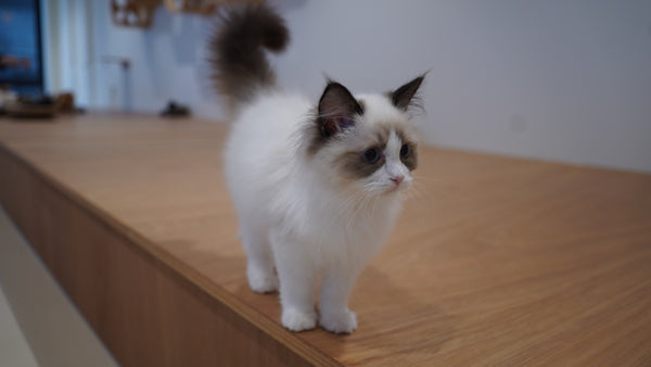 ユノ の写真