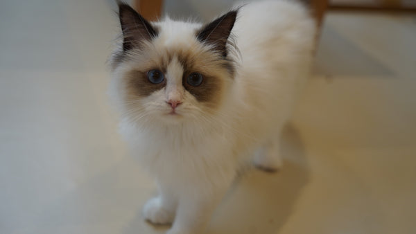 ユノ の写真