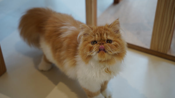 ホムラ の写真