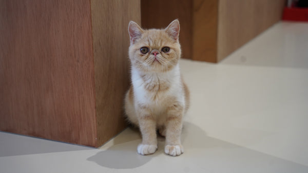 アカリ の写真