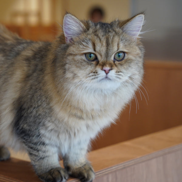 ミクリ の写真