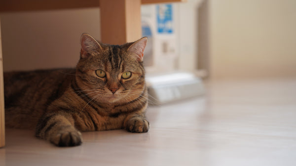 ニョッキ の写真