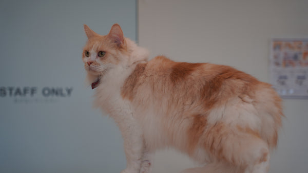 ティラ の写真