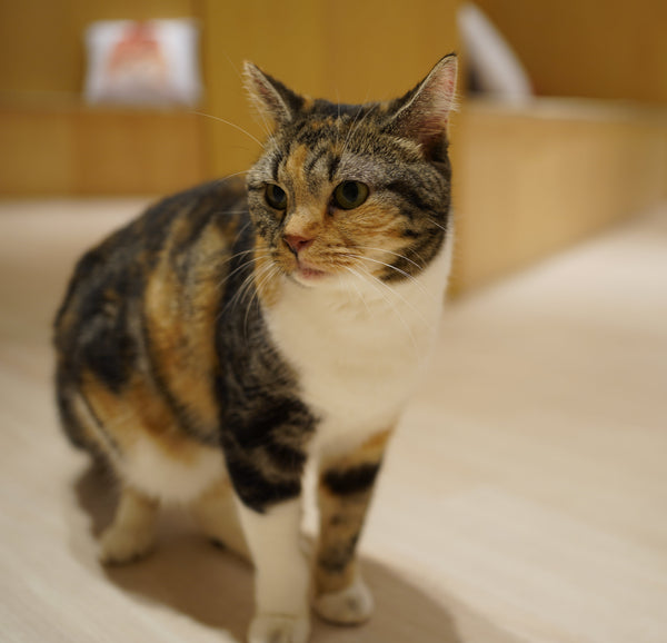 キャメロン の写真