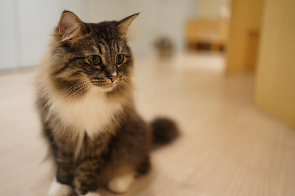 シャンディー の写真