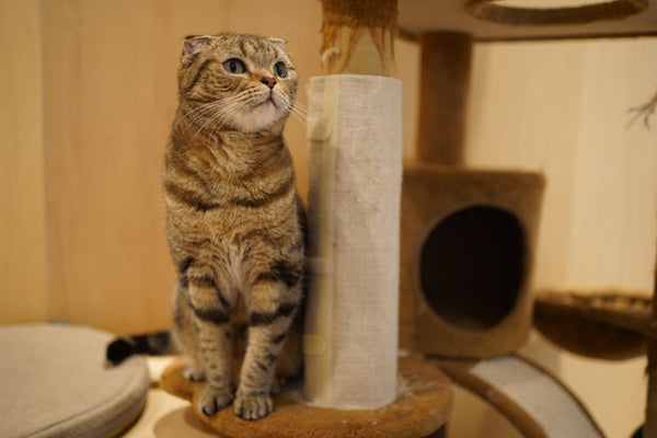 コテツ の写真