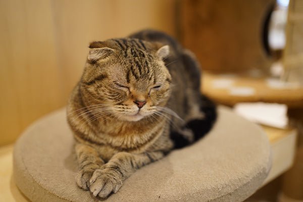 コテツ の写真