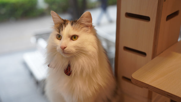 シュリ の写真