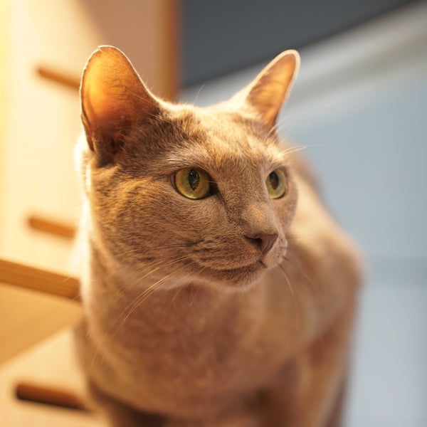 キョン