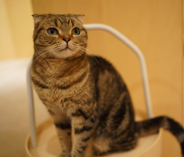 コテツ の写真