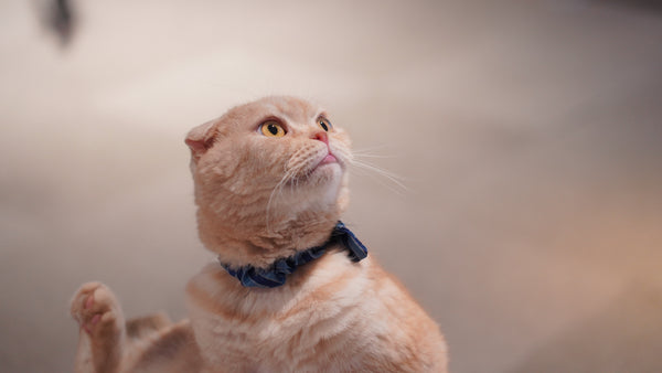 シュー の写真