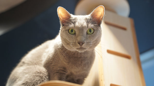 キョン の写真