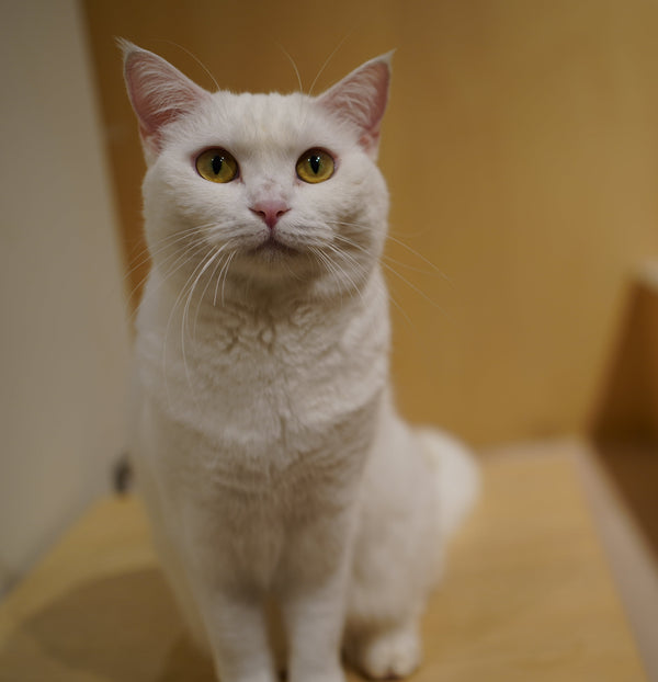 ユキミ の写真