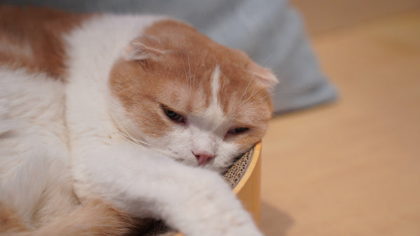 タラチャン の写真