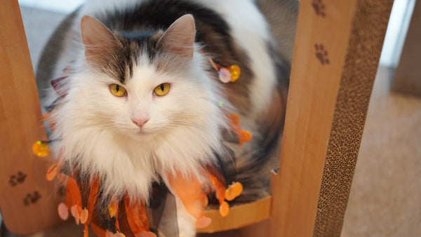 シュリ の写真