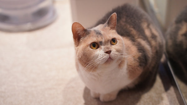 モッチ の写真