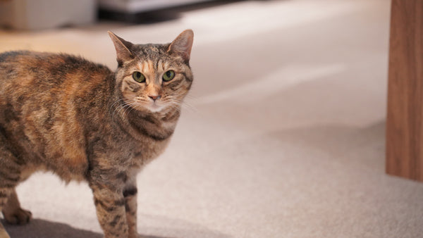 ツムギ の写真