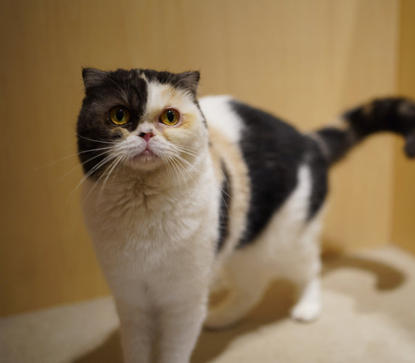 ヨツバ の写真
