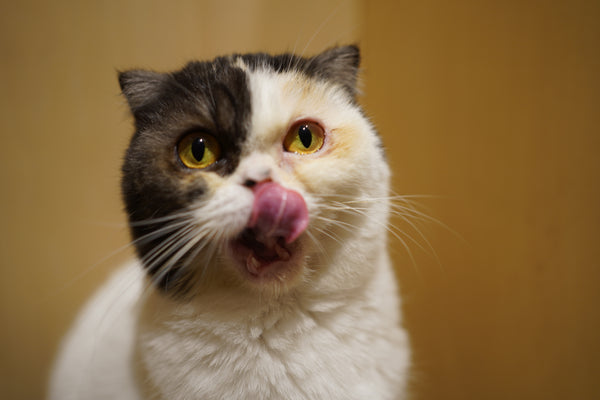 ヨツバ の写真