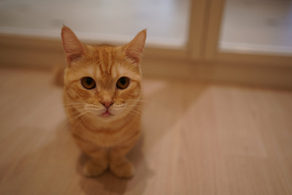 チャッキー の写真